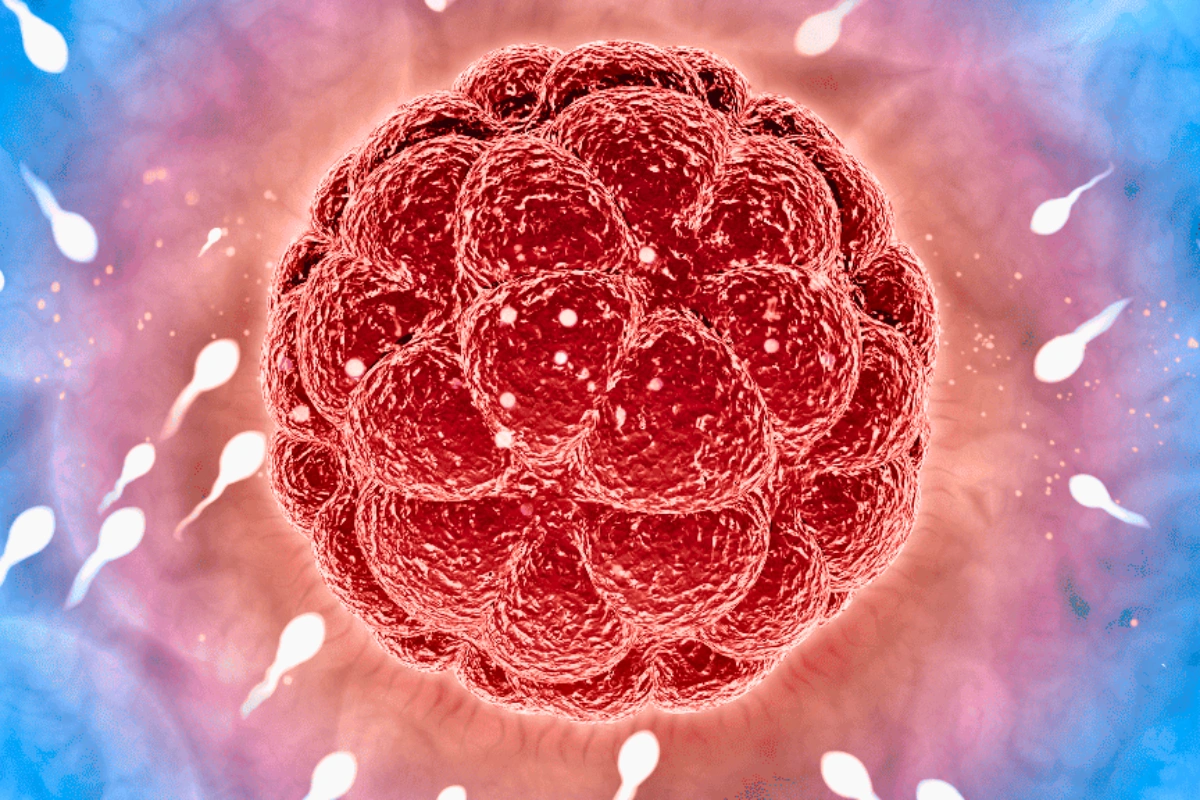 Blastocyst embryo culture at IVF Angels fertility clinic